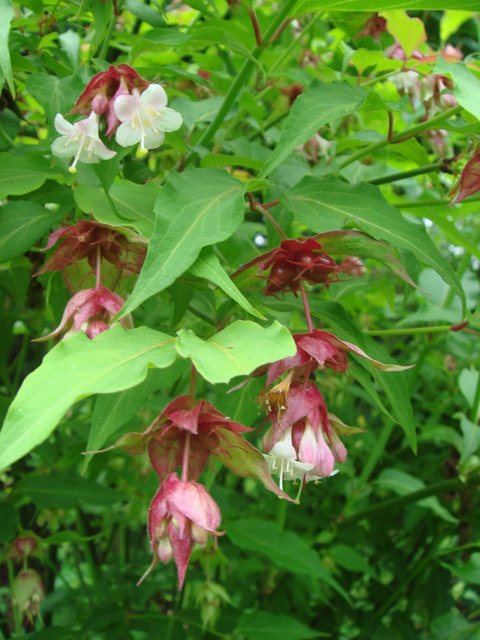 Leycesteria formosa fleur